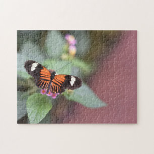Butterfly Butterflies Natuur Fotografie Tuin Legpuzzel
