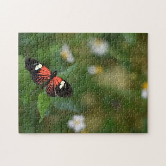 Butterfly Butterflies Natuur Fotografie Tuin Legpuzzel (Horizontaal)