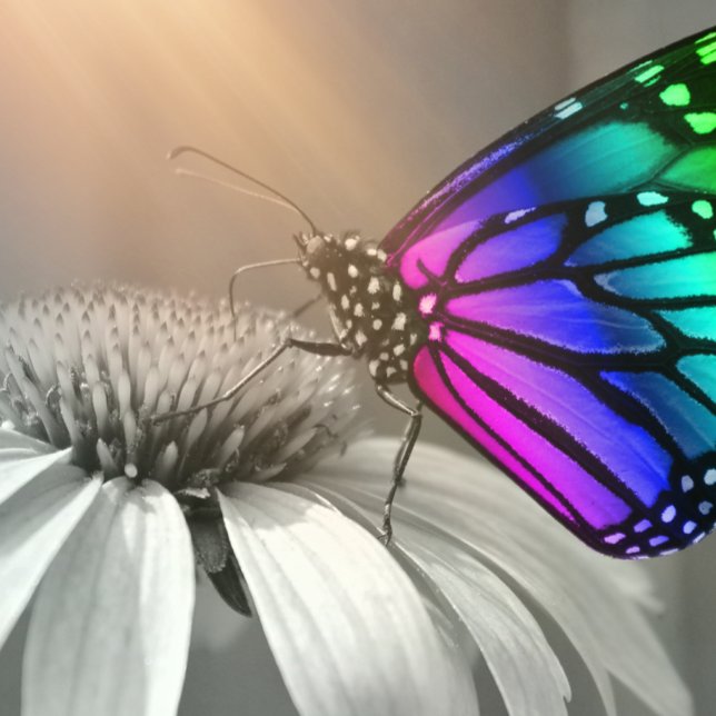 Butterfly, Butterfly en Flower, Color Butterfly Kussen (Creator heeft geüpload)