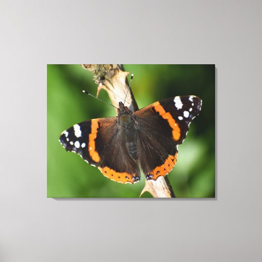 Butterfly Canvas Afdruk (Voorkant)
