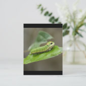 Butterfly Caterpijler Larva Briefkaart (Staand voorkant)