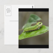 Butterfly Caterpijler Larva Briefkaart (Voorkant / Achterkant)