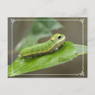 Butterfly Caterpijler Larva Briefkaart