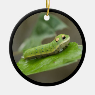 Butterfly Caterpijler Larva Keramisch Ornament