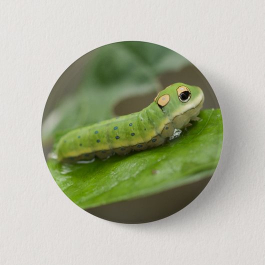Butterfly Caterpijler Larva Ronde Button 5,7 Cm (Voorkant)