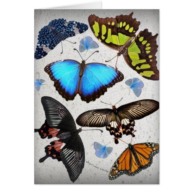 Butterfly Cirkel 2 (Voorkant)