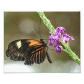 Butterfly Close-up op Verbena Flower Foto Afdruk (Voorkant)
