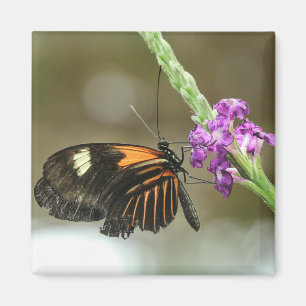 Butterfly Close-up op Verbena Flower Magneet