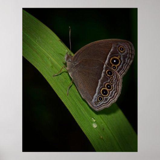 Butterfly Closeup Photo Poster (Voorkant)