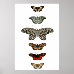 Butterfly Compilatie Poster