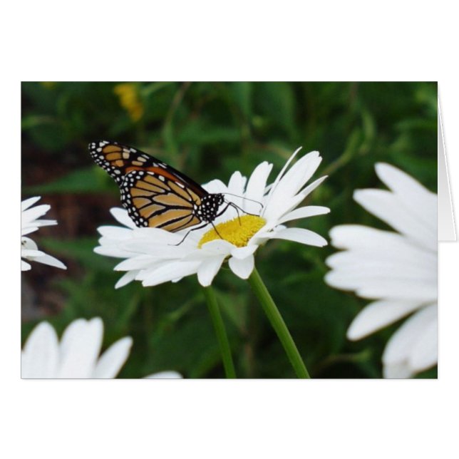 Butterfly Daisy (Voorkant Horizontaal)