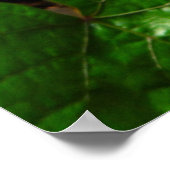 Butterfly Dreams Poster (Hoek)