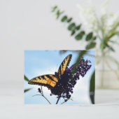 Butterfly Eastern Tiger Swallowtail Fotografisch Briefkaart (Staand voorkant)
