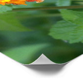 Butterfly - Eastern Tiger Swallowtail Poster (Hoek)