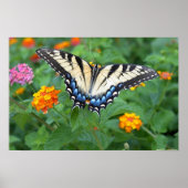 Butterfly - Eastern Tiger Swallowtail Poster (Voorkant)