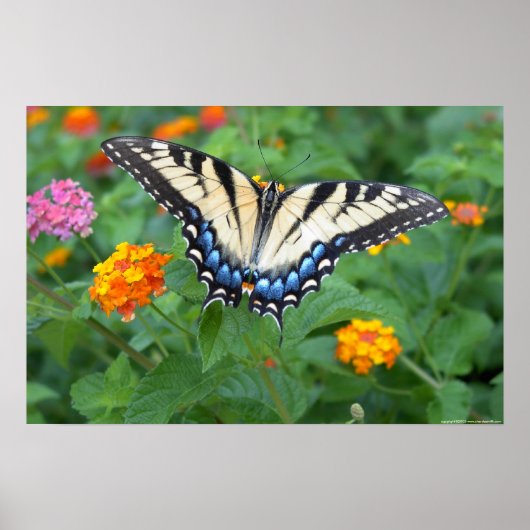Butterfly - Eastern Tiger Swallowtail Poster (Voorkant)