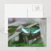 Butterfly Emerald Peacock Swallowtail # 1 Briefkaart (Voorkant / Achterkant)