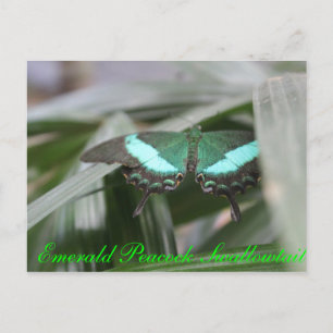 Butterfly Emerald Peacock Swallowtail # 1 Briefkaart
