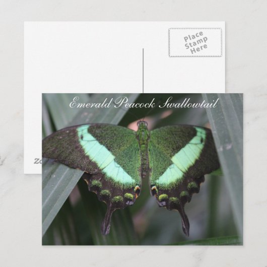 Butterfly Emerald Peacock Swallowtail # 2 Briefkaart (Voorkant / Achterkant)