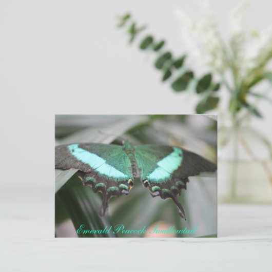 Butterfly Emerald Peacock Swallowtail # 3 Briefkaart (Staand voorkant)