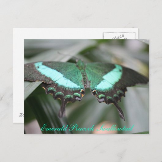 Butterfly Emerald Peacock Swallowtail # 3 Briefkaart (Voorkant / Achterkant)