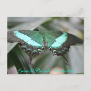 Butterfly Emerald Peacock Swallowtail # 3 Briefkaart