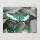 Butterfly Emerald Peacock Swallowtail # 3 Briefkaart (Voorkant)