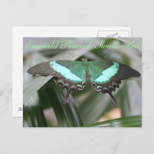 Butterfly Emerald Peacock Swallowtail # 5 Briefkaart (Voorkant / Achterkant)