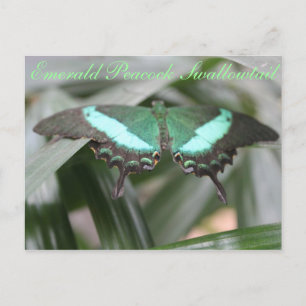 Butterfly Emerald Peacock Swallowtail # 5 Briefkaart