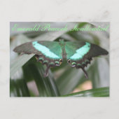 Butterfly Emerald Peacock Swallowtail # 5 Briefkaart (Voorkant)
