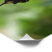 Butterfly en Bee Foto Afdruk (Hoek)