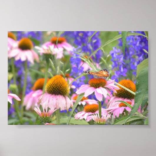 Butterfly en Daisies Poster (Voorkant)