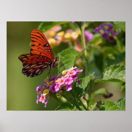 Butterfly en Lantana Poster (Voorkant)