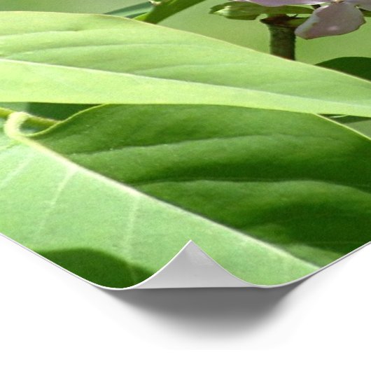 Butterfly en Lilacs Poster (Hoek)