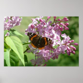 Butterfly en Lilacs Poster (Voorkant)
