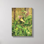 Butterfly en Milkweed Canvas Afdruk (Voorkant)