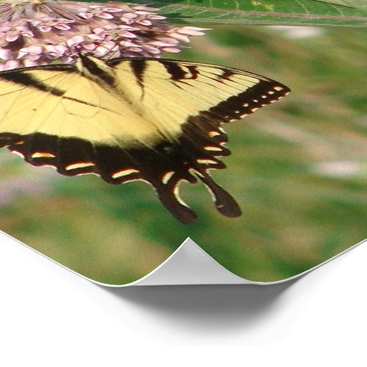 Butterfly en Milkweed Poster (Hoek)