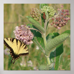 Butterfly en Milkweed Poster