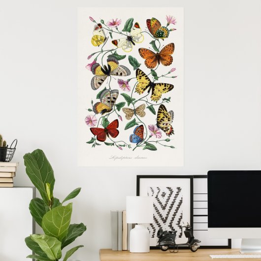 Butterfly en Moth Painting door Paul Gervais Poster (Thuiskantoor)