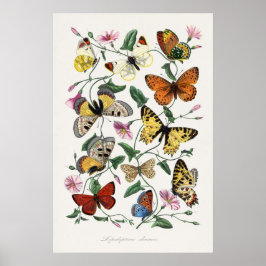 Butterfly en Moth Painting door Paul Gervais Poster