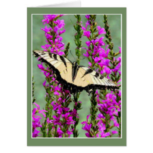 Butterfly en Paarse Strife
