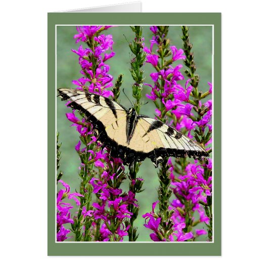 Butterfly en Paarse Strife (Voorkant)