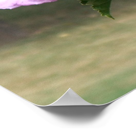 Butterfly en Roos van Sharon Poster (Hoek)