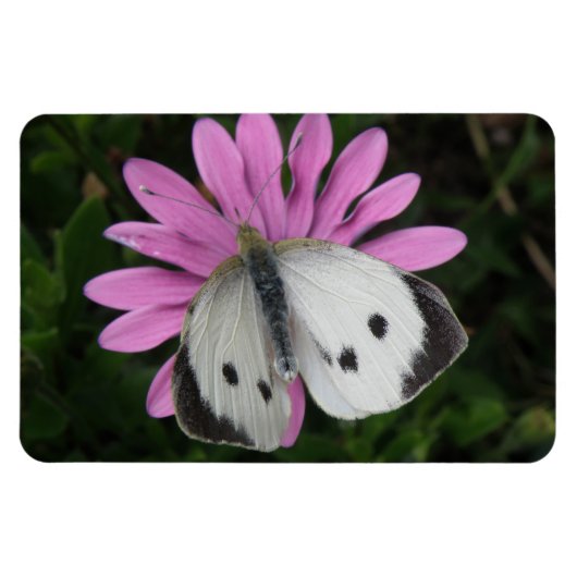 Butterfly en roze ventilator Premium Magnet Magneet (Horizontaal)