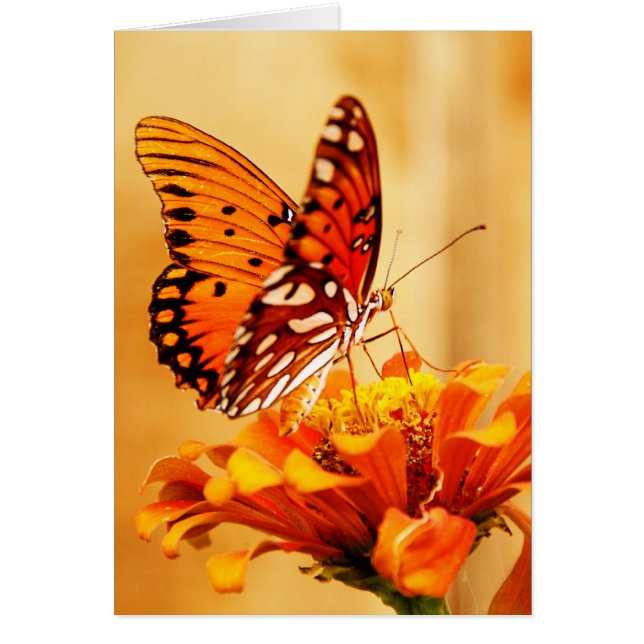 Butterfly en Zinnia (Voorkant)