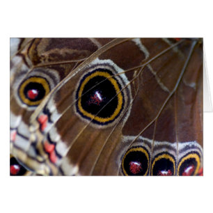 Butterfly Eye