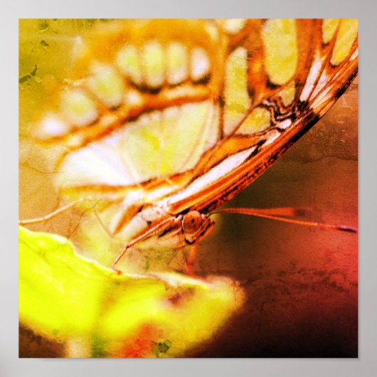 Butterfly Face Close-up van verontruste kunst Poster (Voorkant)