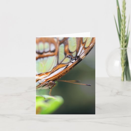 Butterfly Face Nature Photography Note Kaart (Voorkant)