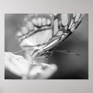 Butterfly Face Natuur zwart-wit Poster
