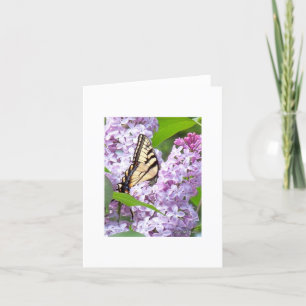 Butterfly Feeding Kaart